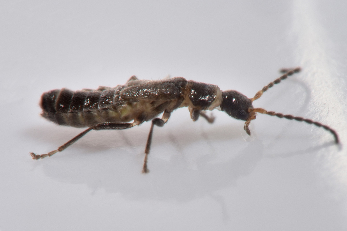 Cantharidae: Malthodes lobatus,  femmina